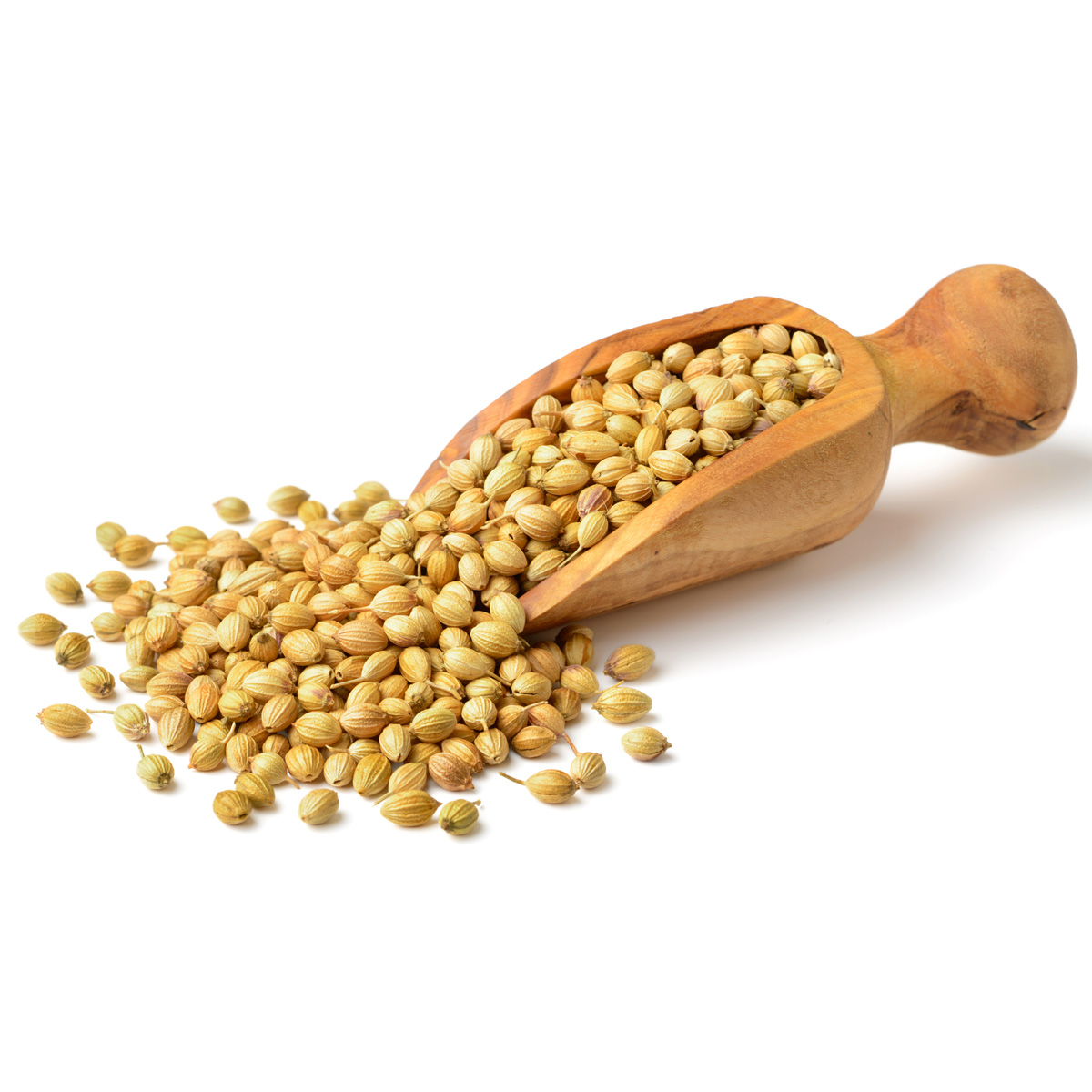 dhaniya (coriander seeds) دھنیا dhaniya (coriander seeds) دھنیا